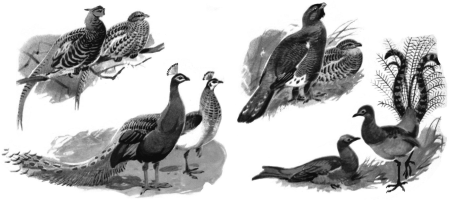 Половой диморфизм у птиц: фазан, павлин, глухарь, лирохвост