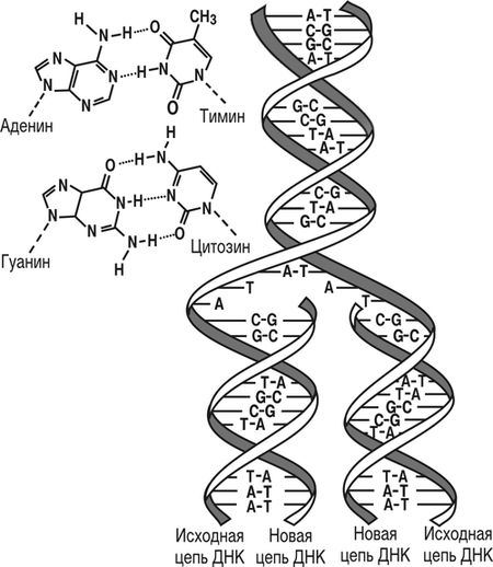Схема строения ДНК